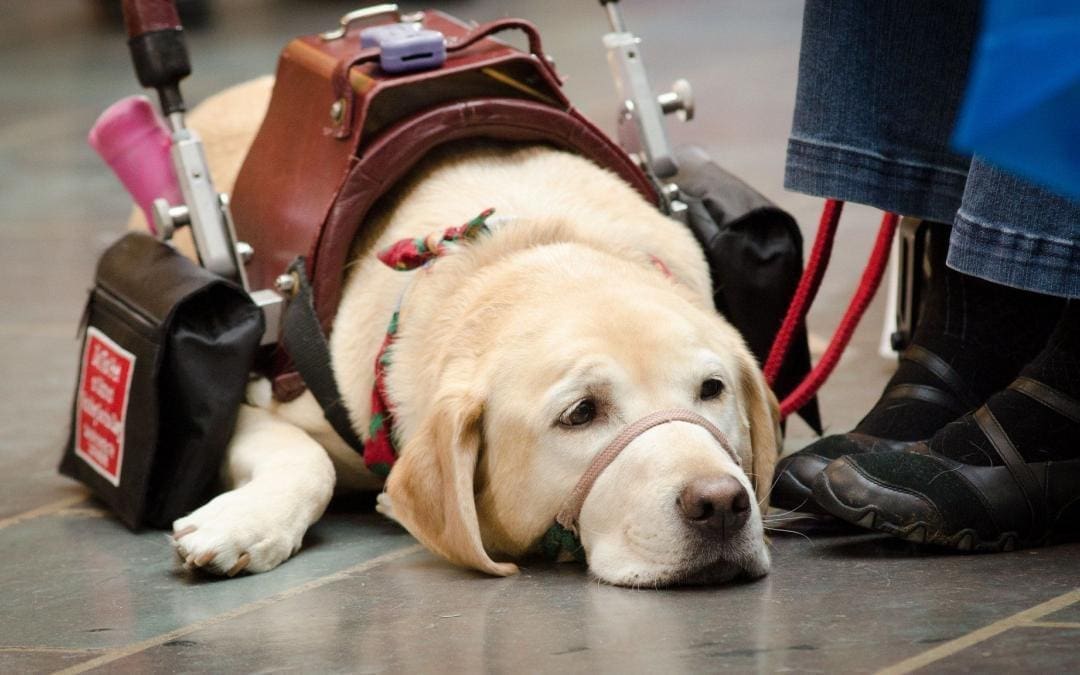 How to Stop Badly Behaved Service, Therapy, and Emotional Support Dogs