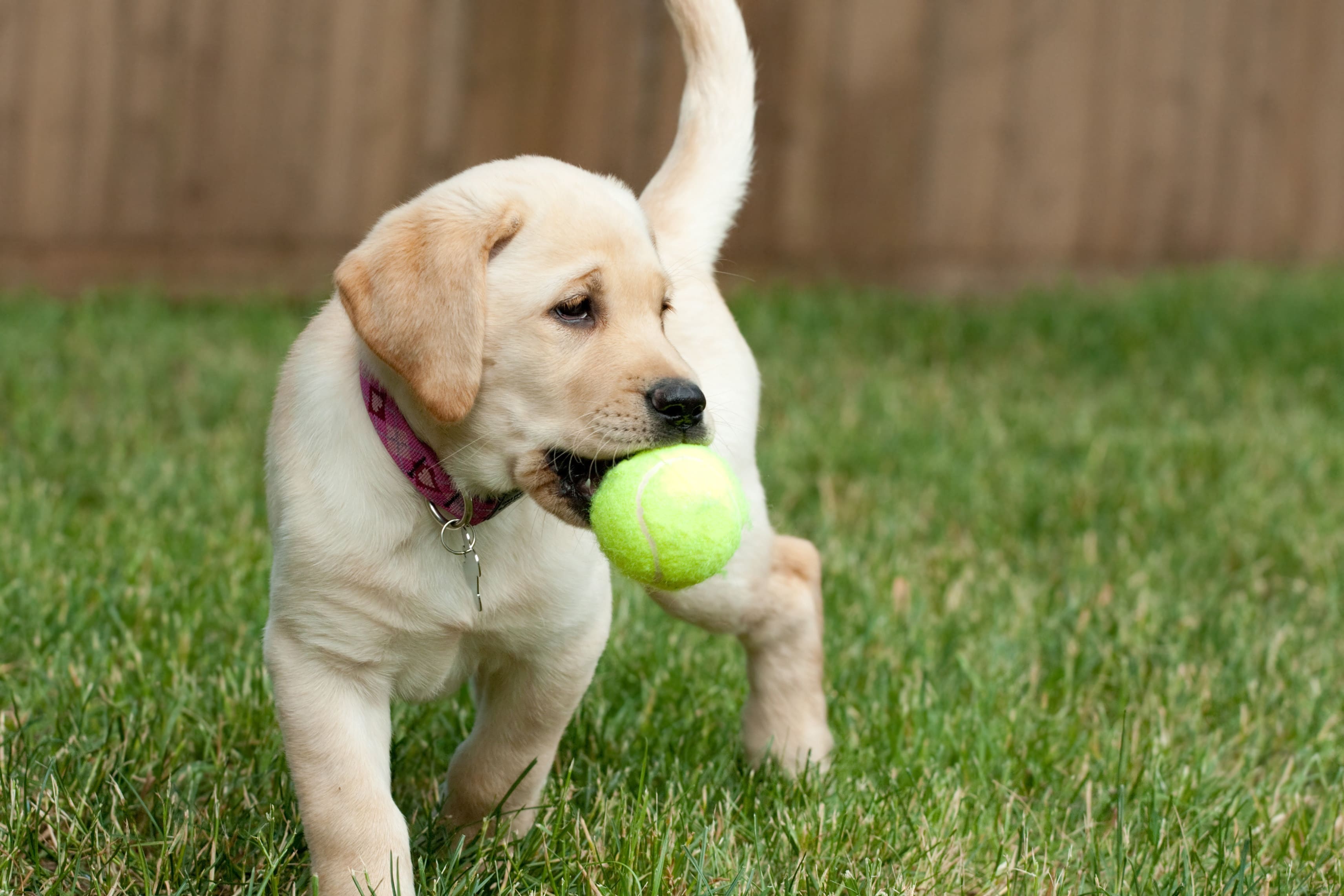 toys pick up dog 