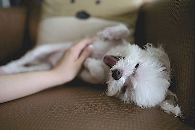 Partners Dog Training School