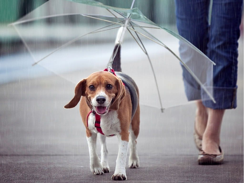 Dogbrella