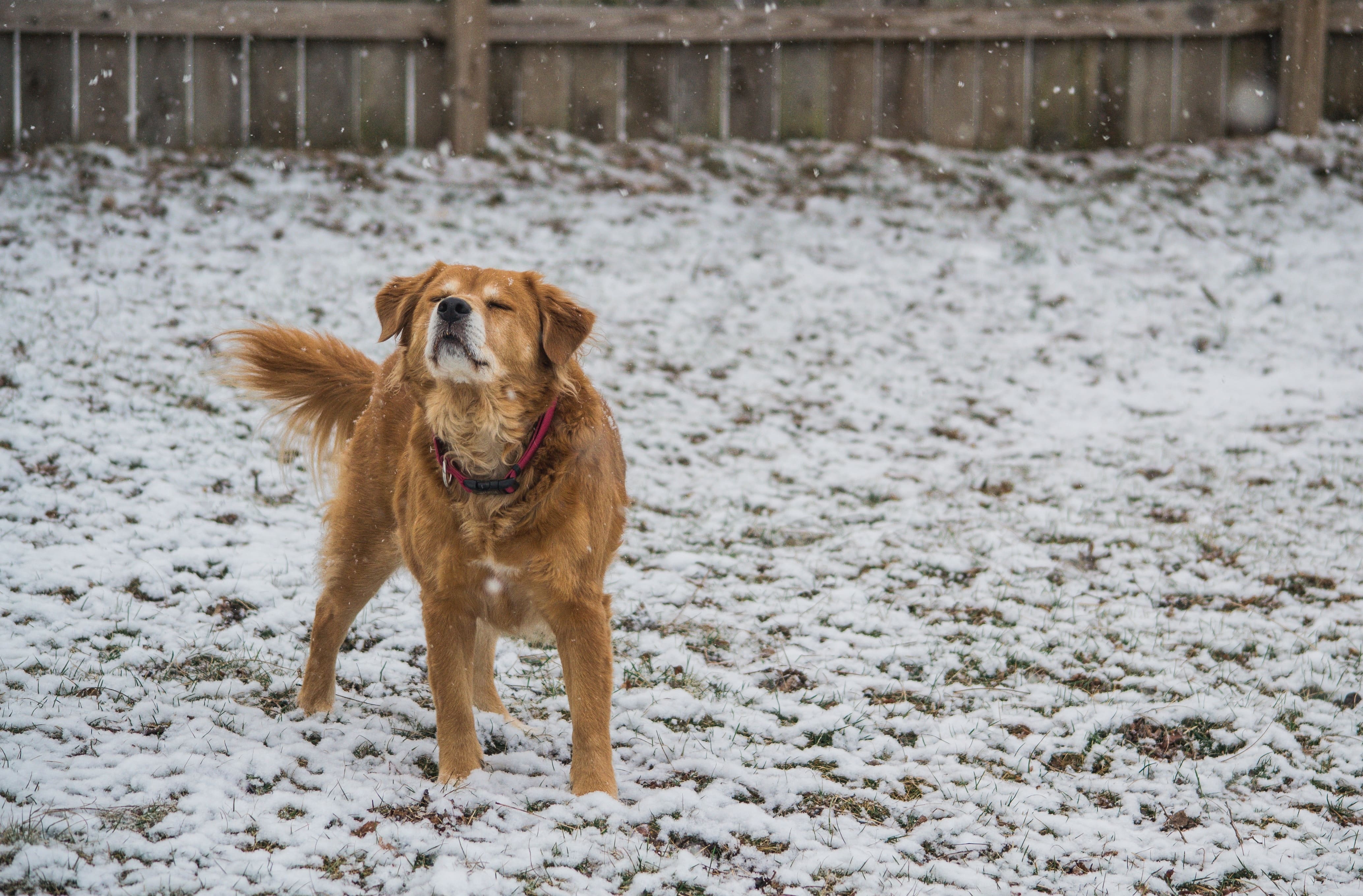 5 Ways to Spend Holidays with Your Pup