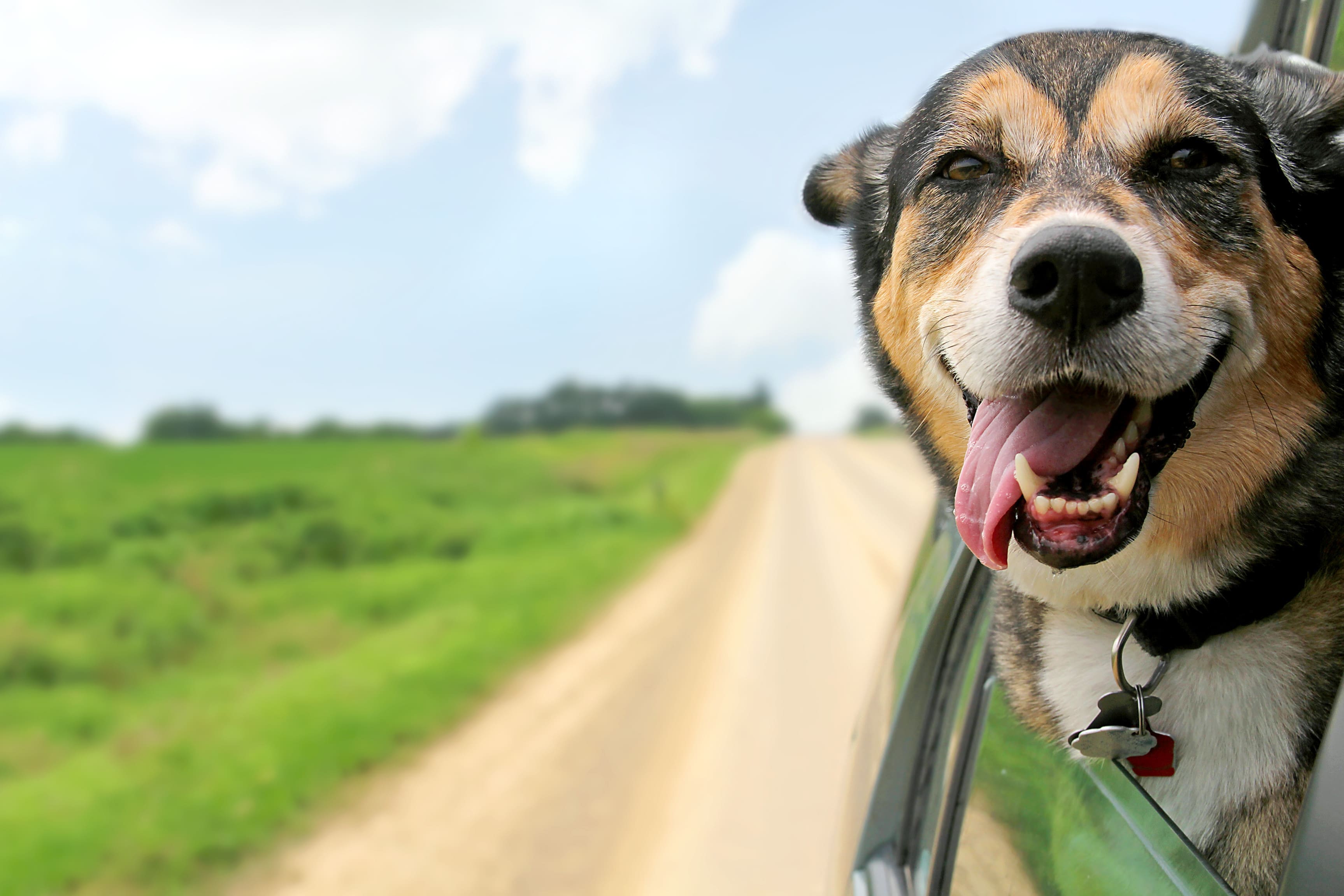 pet in the car