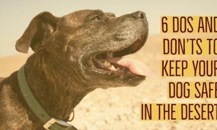 6 Dos and Don’ts To Keep Your Dog Safe In The Desert