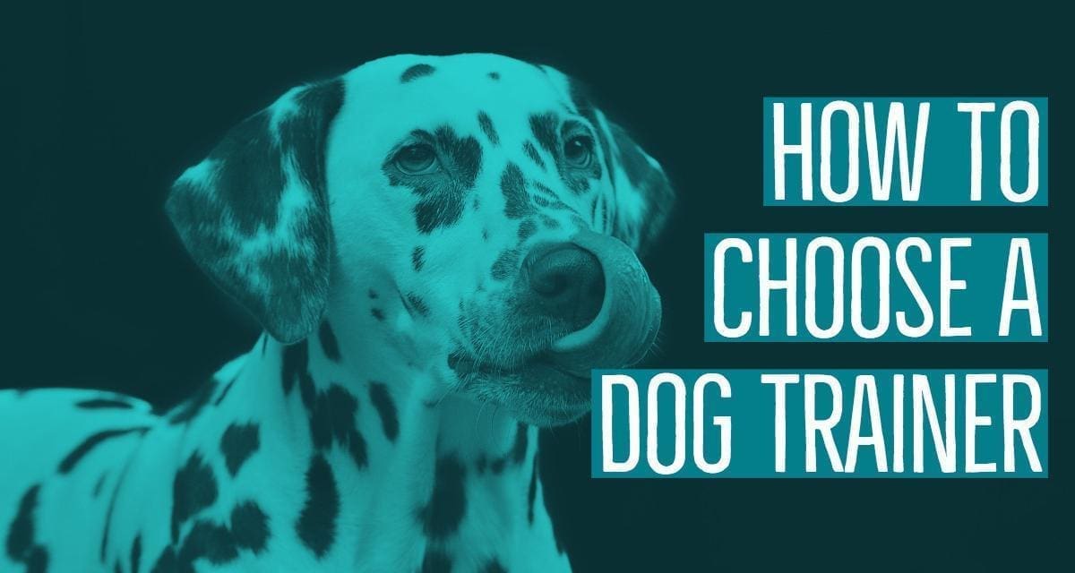 How to Choose a Dog Trainer