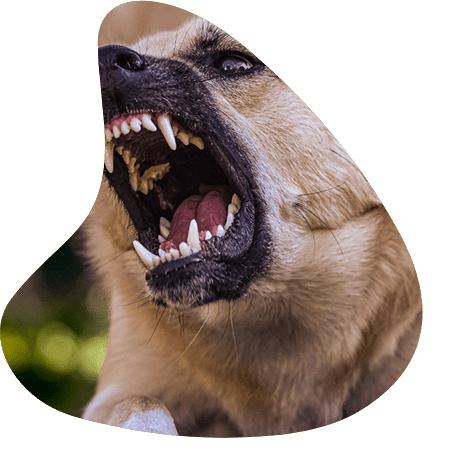 dog behavior training arizona